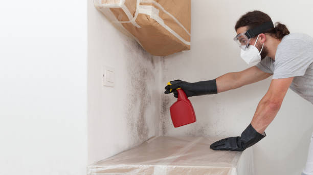 Professional Basement Mold Removal technician working in Cross Fork, PA