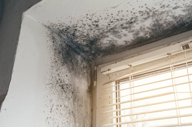 Affordable Basement Mold Removal solutions in Cross Fork, PA